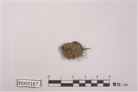 藏品(地衣)的圖片